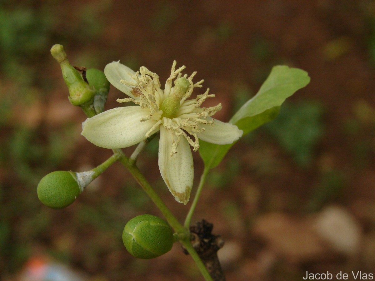 Aegle marmelos (L.) Corrêa